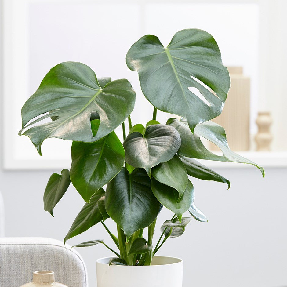 monstera plant denver ELEANOR