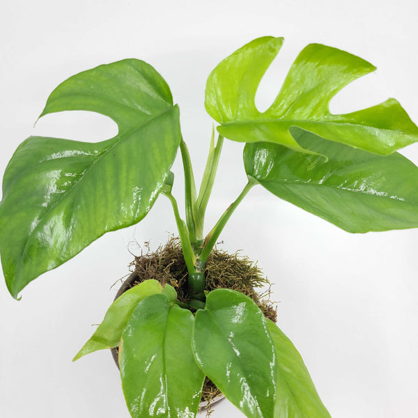  MONSTERA MINIMA - RHAPIDOPHORA TETRASPERMA denver plant delivery 