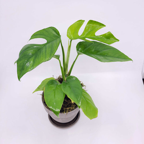  MONSTERA MINIMA - RHAPIDOPHORA TETRASPERMA denver plant delivery 