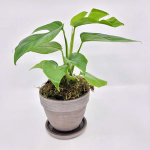 MONSTERA MINIMA - RHAPIDOPHORA TETRASPERMA denver plant delivery 