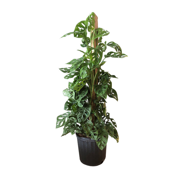 LEVI - MONSTERA ADANSONII - SWISS CHEESE PLANT