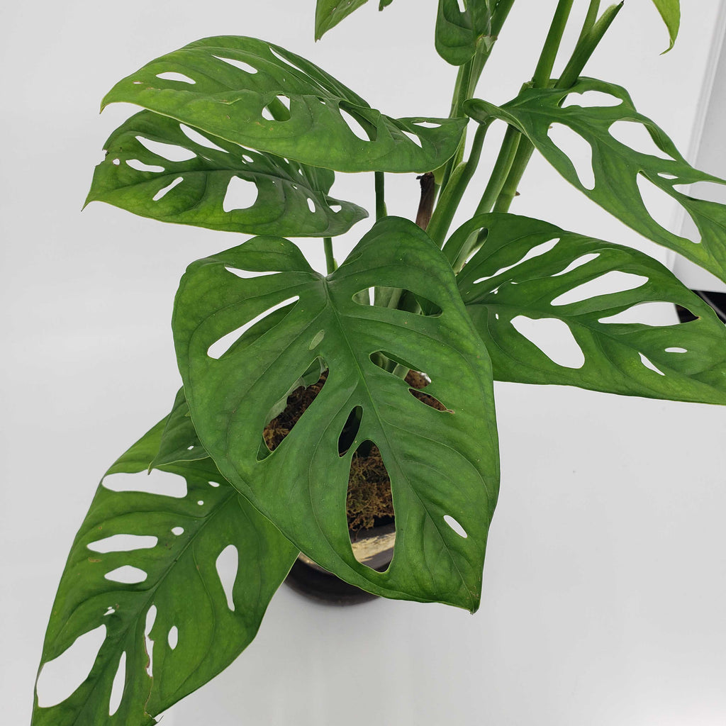 QUARTERLY STORK - ADD A PLANT EVERY QUARTER