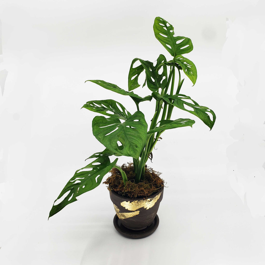 QUARTERLY STORK - ADD A PLANT EVERY QUARTER