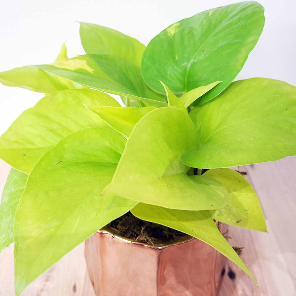 NEO - NEON POTHOS