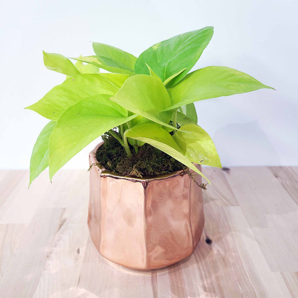 NEO - NEON POTHOS