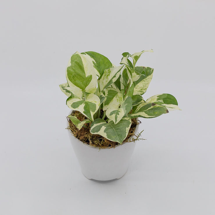 denver plant delivery