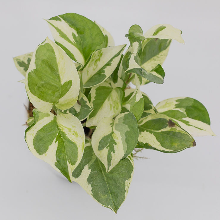 denver plant delivery