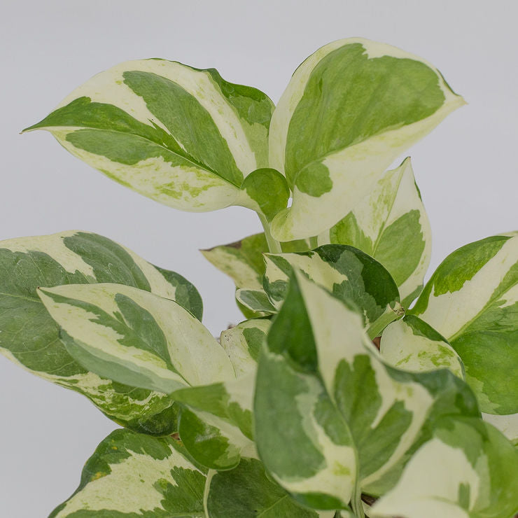 denver plant delivery