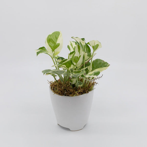 denver plant delivery