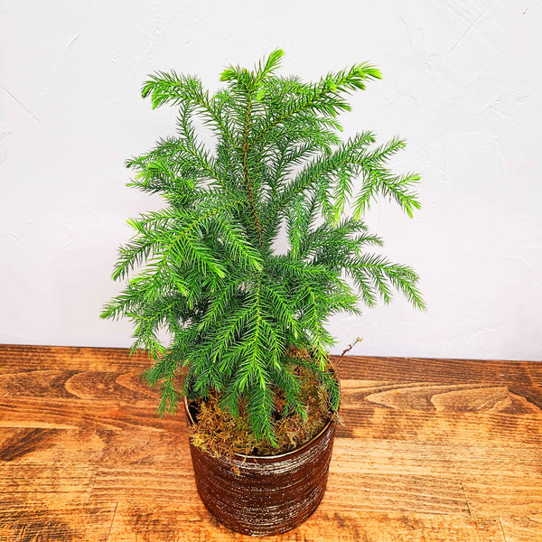 CHARLIE - THE NORFOLK ISLAND PINE - CHARLIE BROWN'S CHRISTMAS TREE! <3