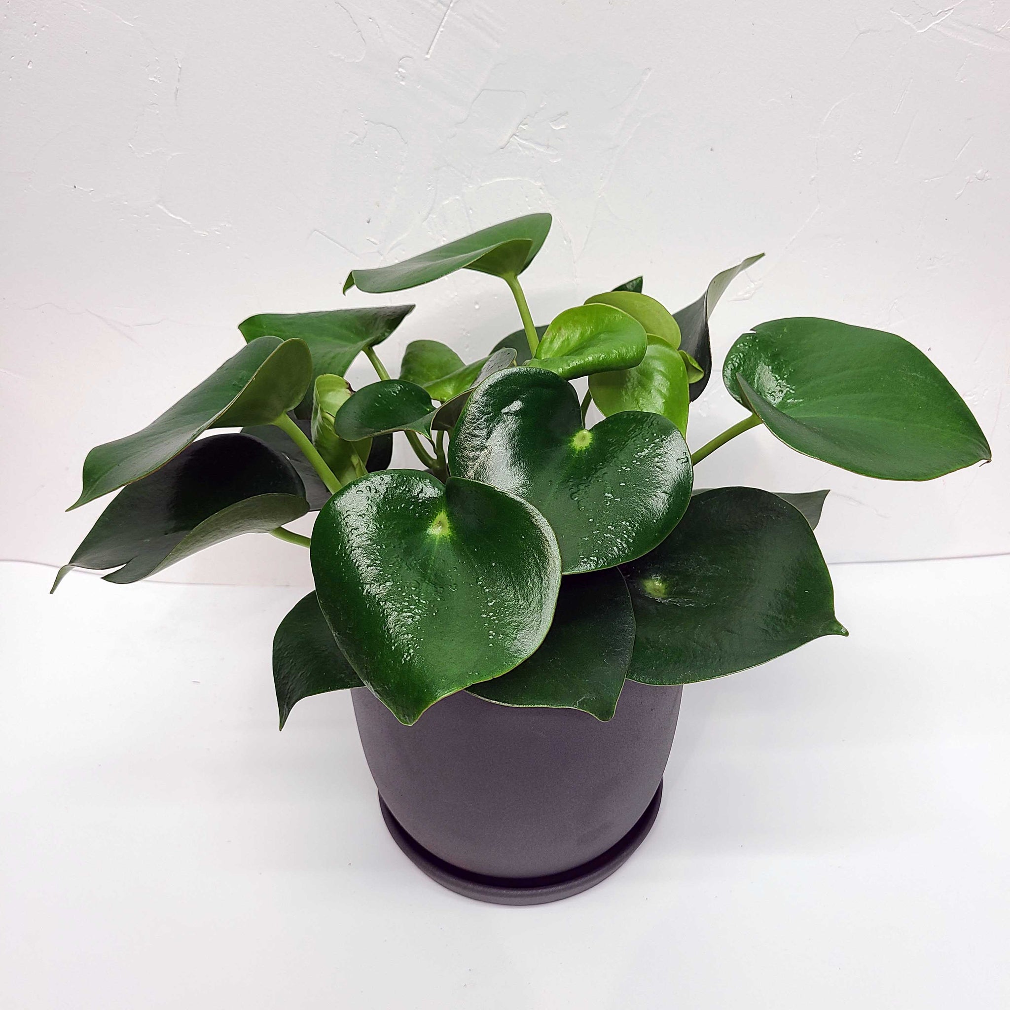 ARCHIE - PEPEROMIA POLYBOTRYA