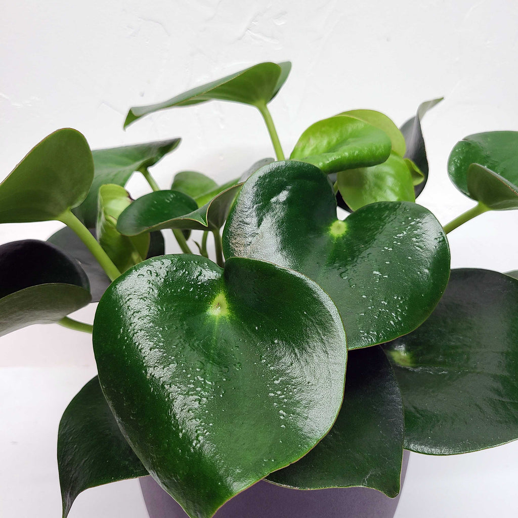 ARCHIE - PEPEROMIA POLYBOTRYA 6"