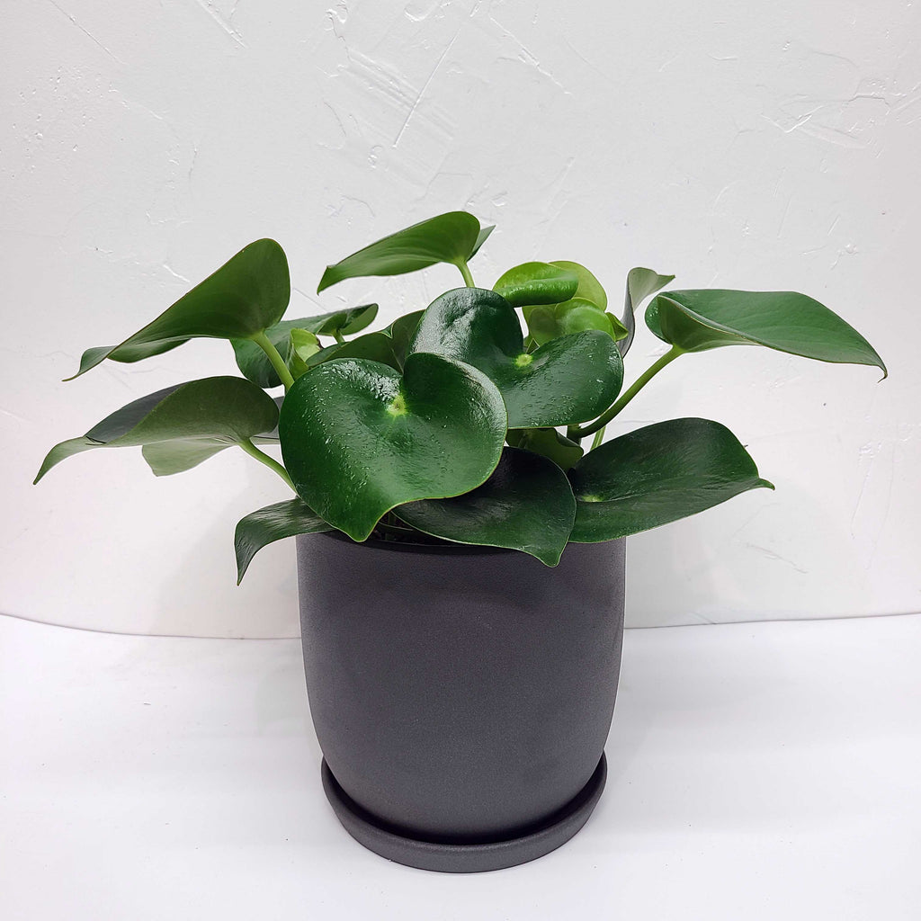 ARCHIE - PEPEROMIA POLYBOTRYA 6"