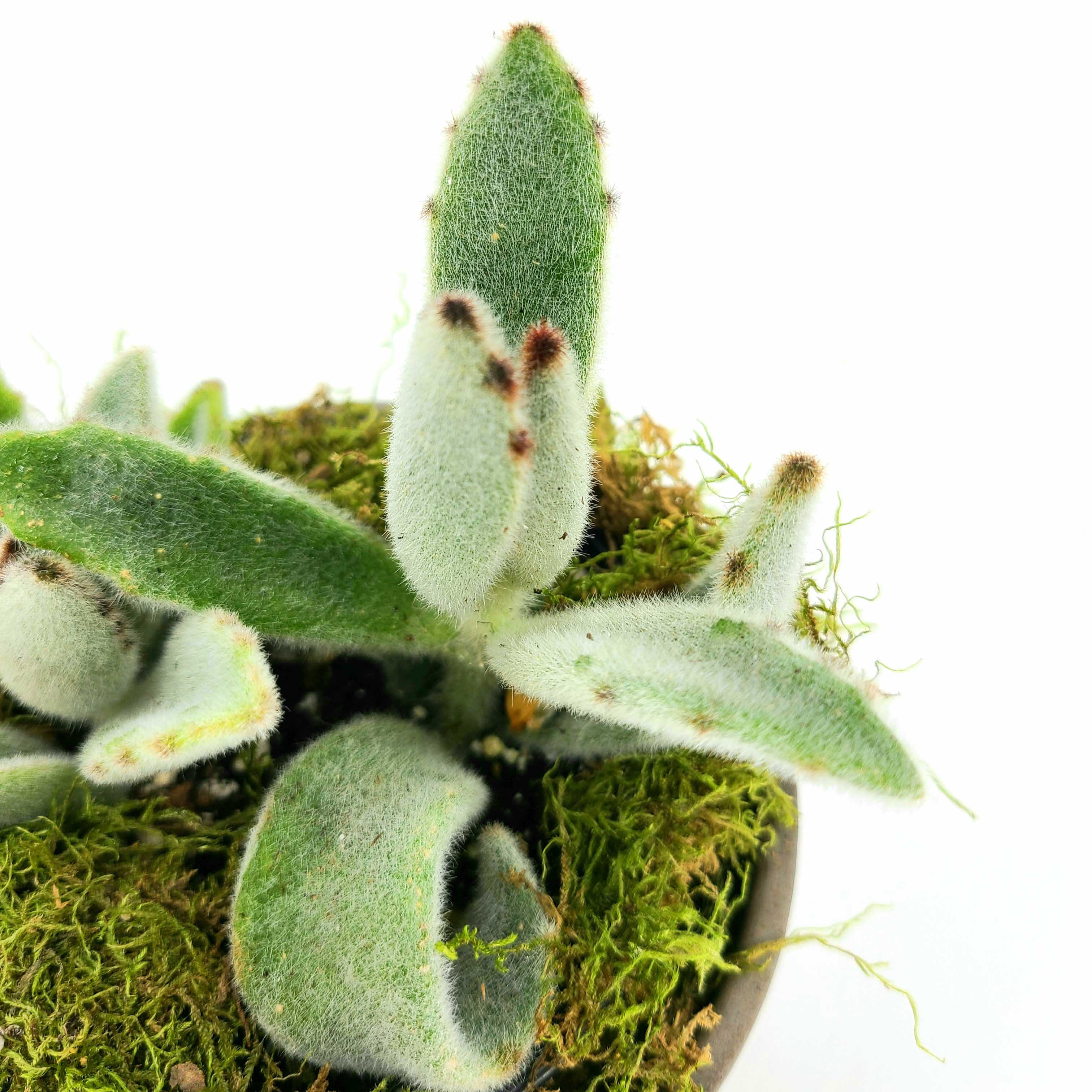 kalanchoe fuzzy succulent BANDIT - THE PANDA FUZZY SUCCULENT