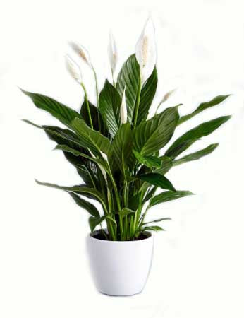 peace lily, denver plant delivery, funeral plant delivery 
