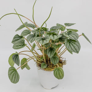 RUTH - PEPEROMIA FROST  RIPPLE