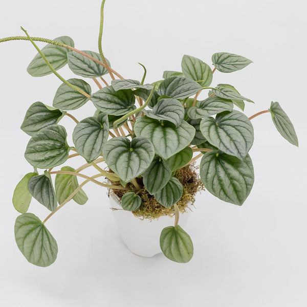 RUTH - PEPEROMIA FROST  RIPPLE