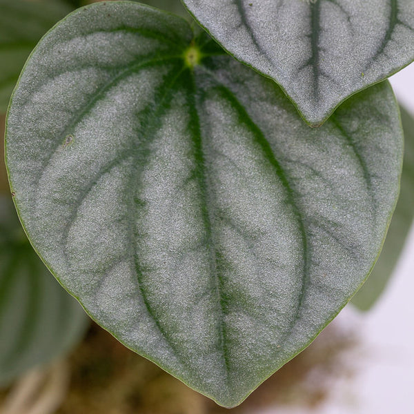 RUTH - PEPEROMIA FROST  RIPPLE