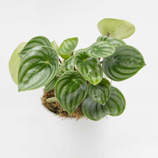 PENELOPE - PEPEROMIA WATERMELON