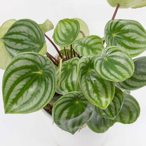 PENELOPE - PEPEROMIA WATERMELON