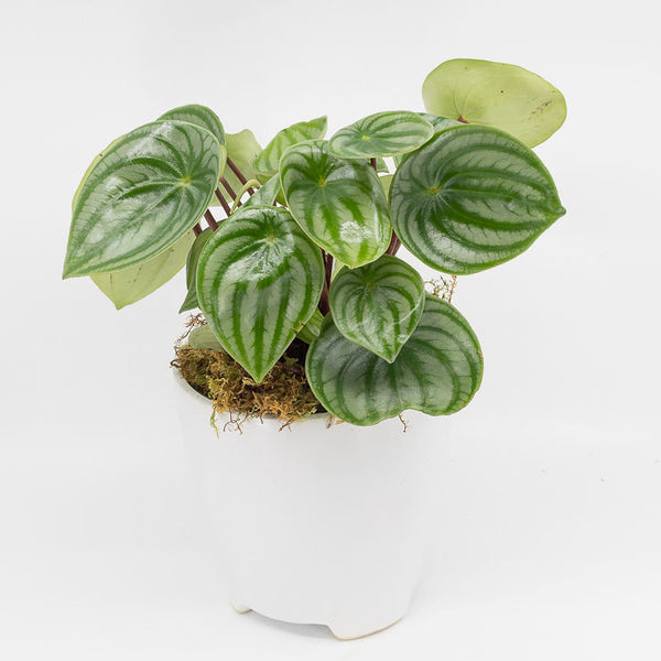 PENELOPE - PEPEROMIA WATERMELON