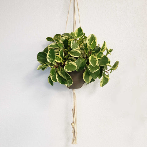 BARB - POTHOS N'JOY