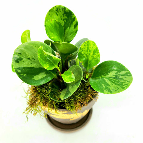 pepperomia obtusifoila, variegated pepperomia plant