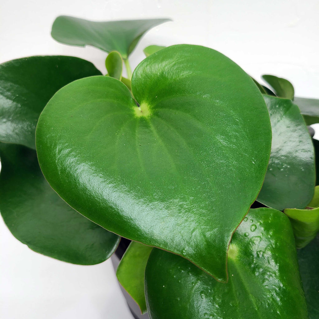 ARCHIE - PEPEROMIA POLYBOTRYA 6"