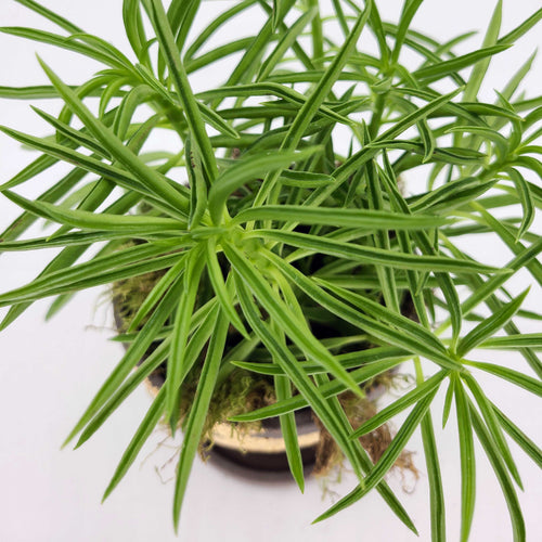 requires bright light to grow well, however, it can survive in lower light conditions or partial shade.