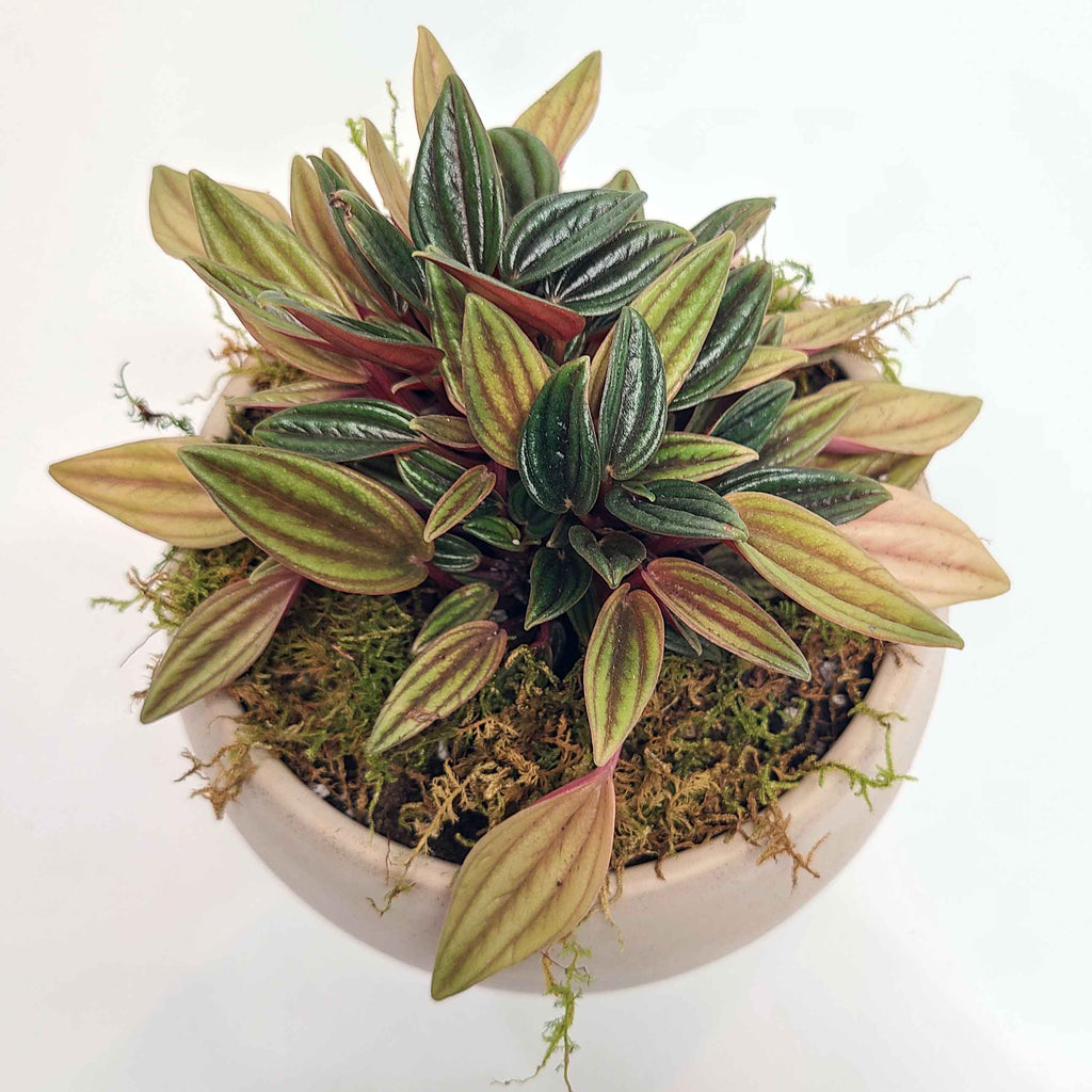 RIZZO - PEPPEROMIA ROSSI