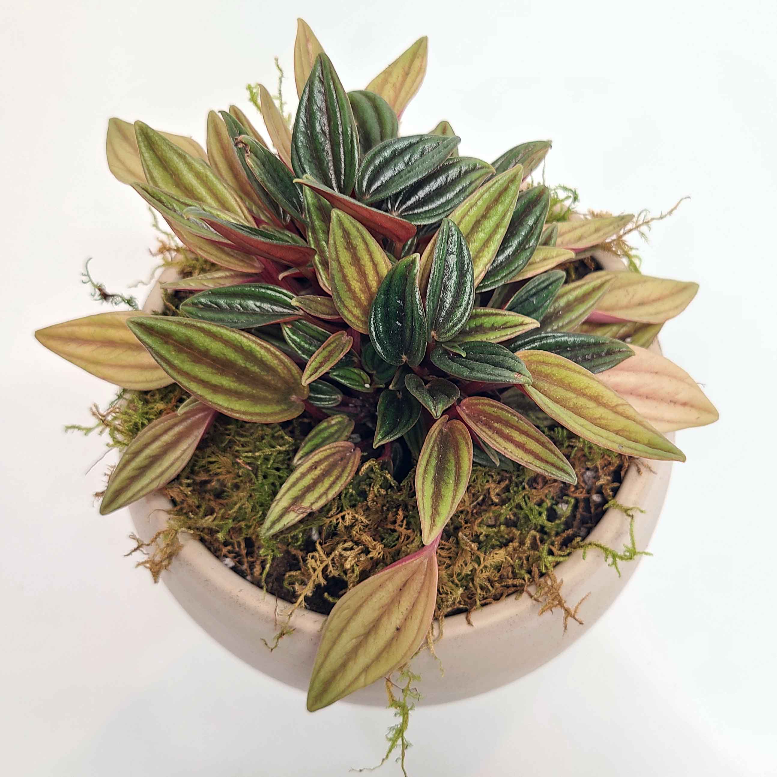 RIZZO - PEPPEROMIA ROSSI