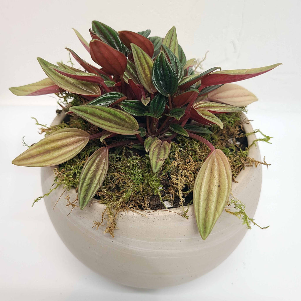 RIZZO - PEPPEROMIA ROSSI