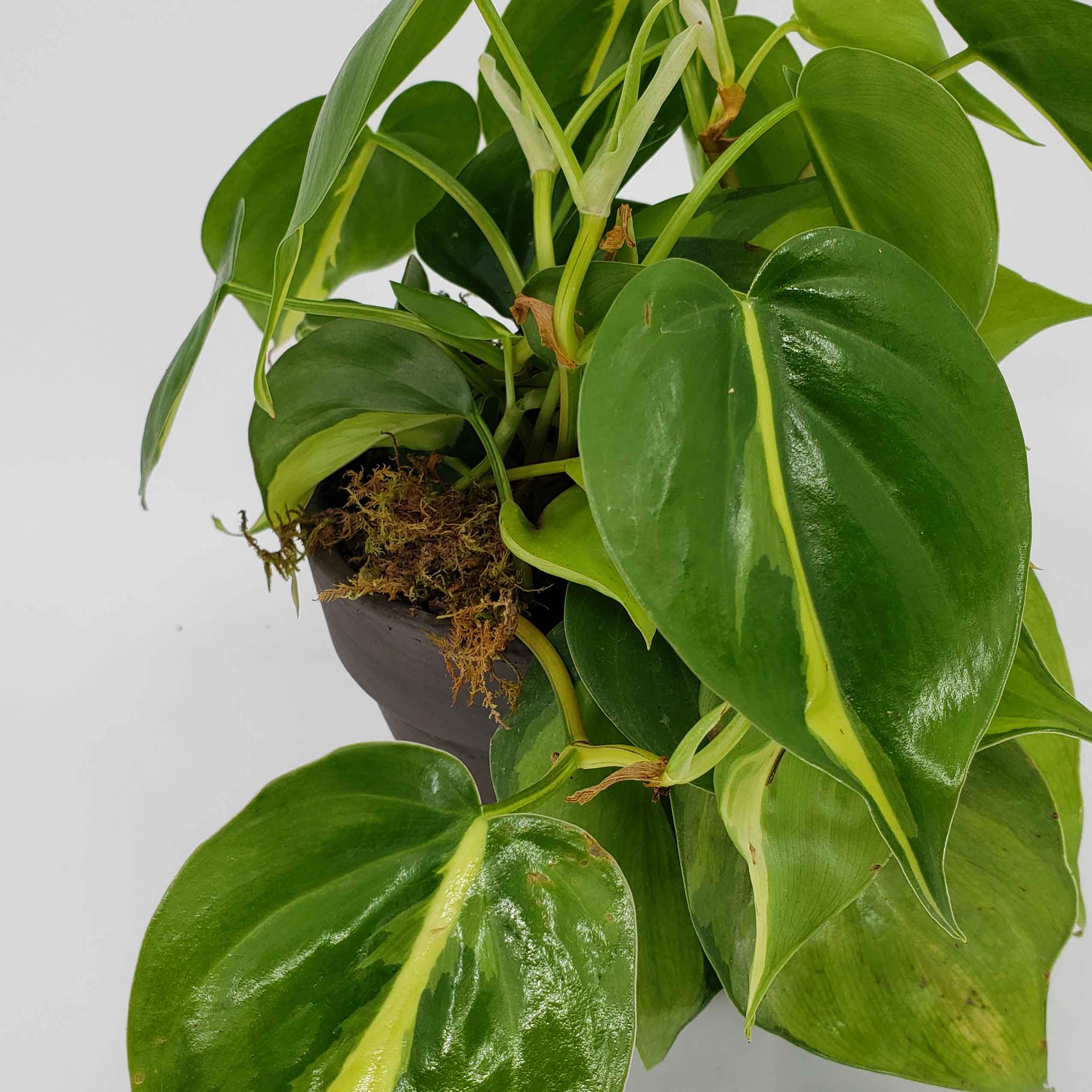 philodendron cordatum brasil, denver plant delivery 