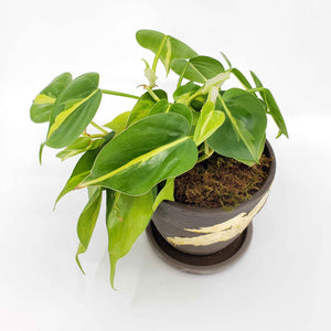 philodendron cordatum brasil, denver plant delivery 