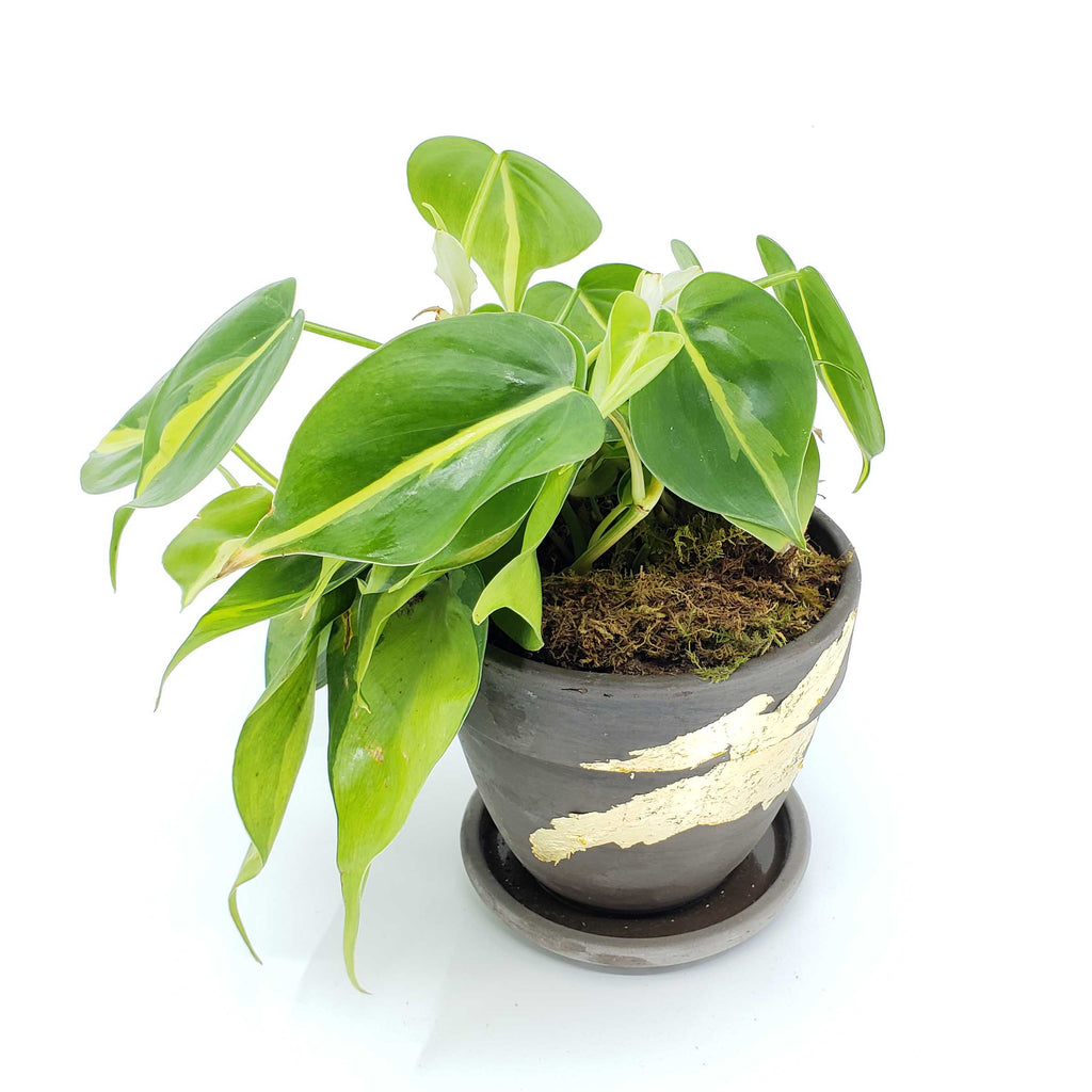 philodendron cordatum brasil, denver plant delivery 