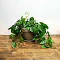 philodendron delivery denver, best plants for new plant owners