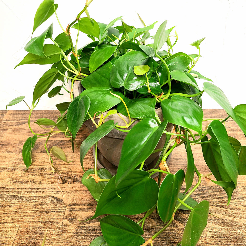 evergrace philodendron AVERY PHILODENDRON HEARTLEAF – Denver Plant Delivery