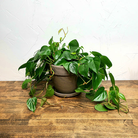 philodendron delivery denver, best plants for new plant owners