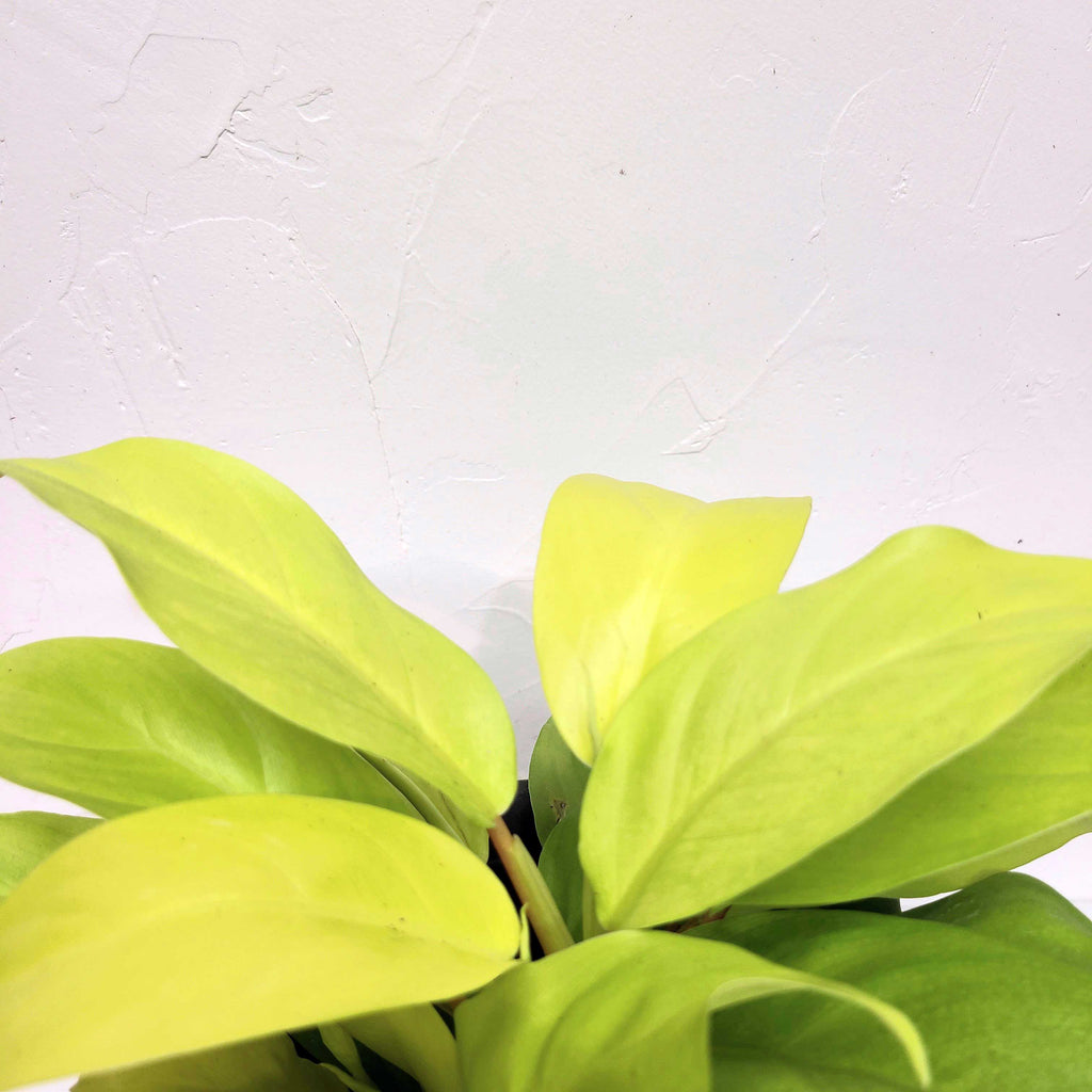 philodendron lemon lime 