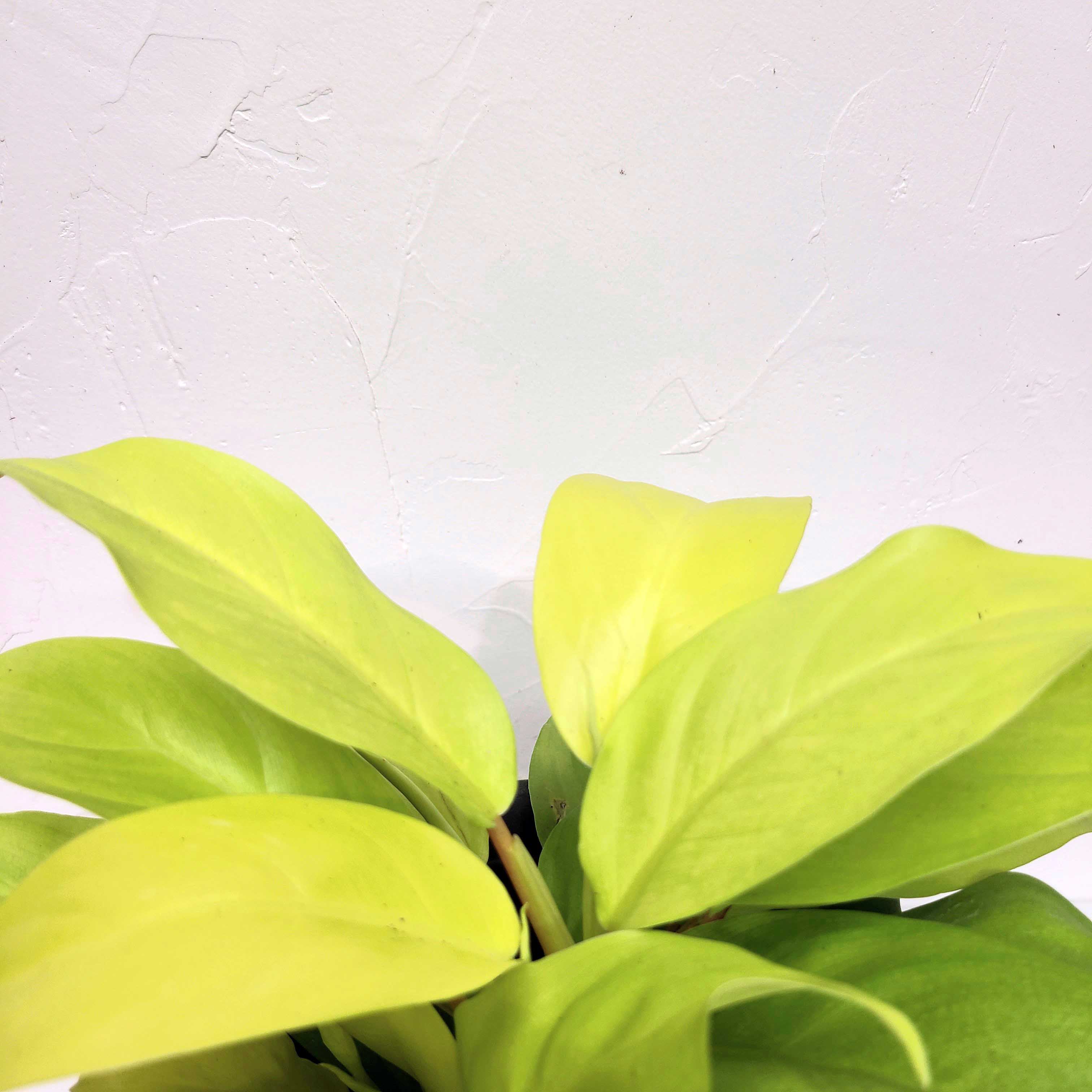 philodendron lemon lime 