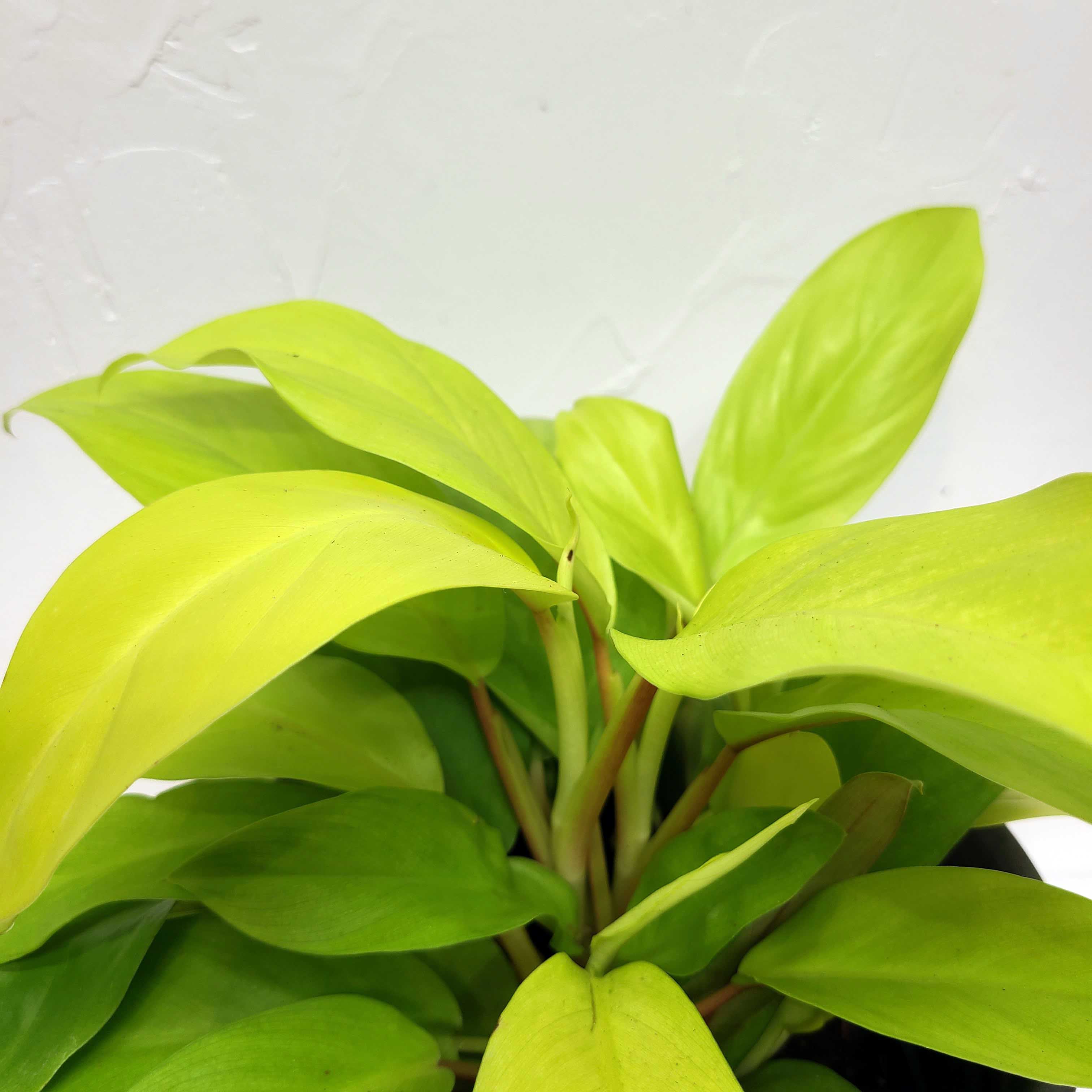 philodendron lemon lime flower SQUIRT