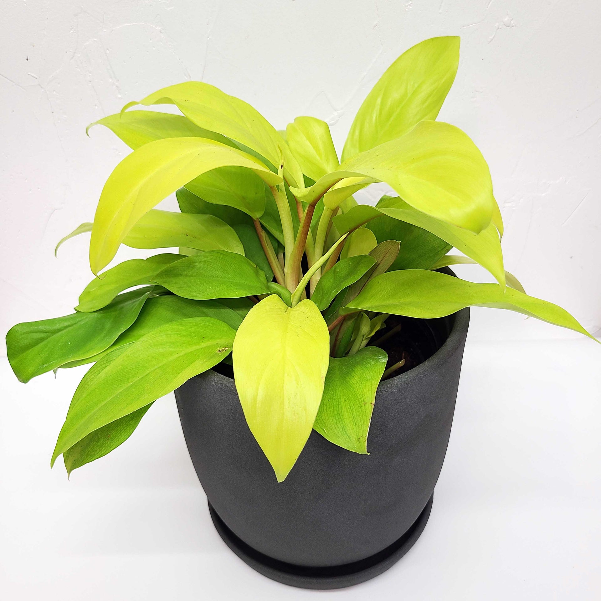 philodendron lemon lime price SQUIRT