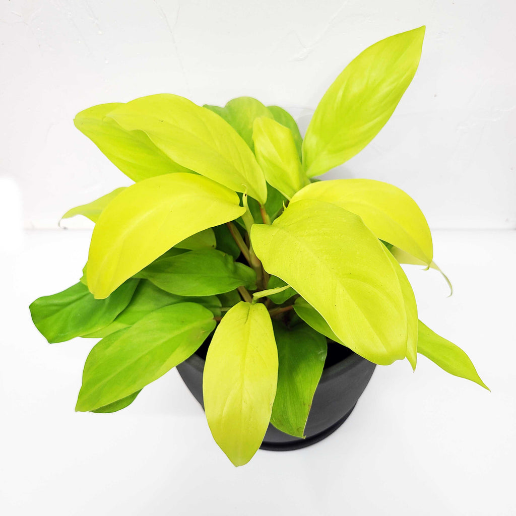 philodendron lemon lime. 