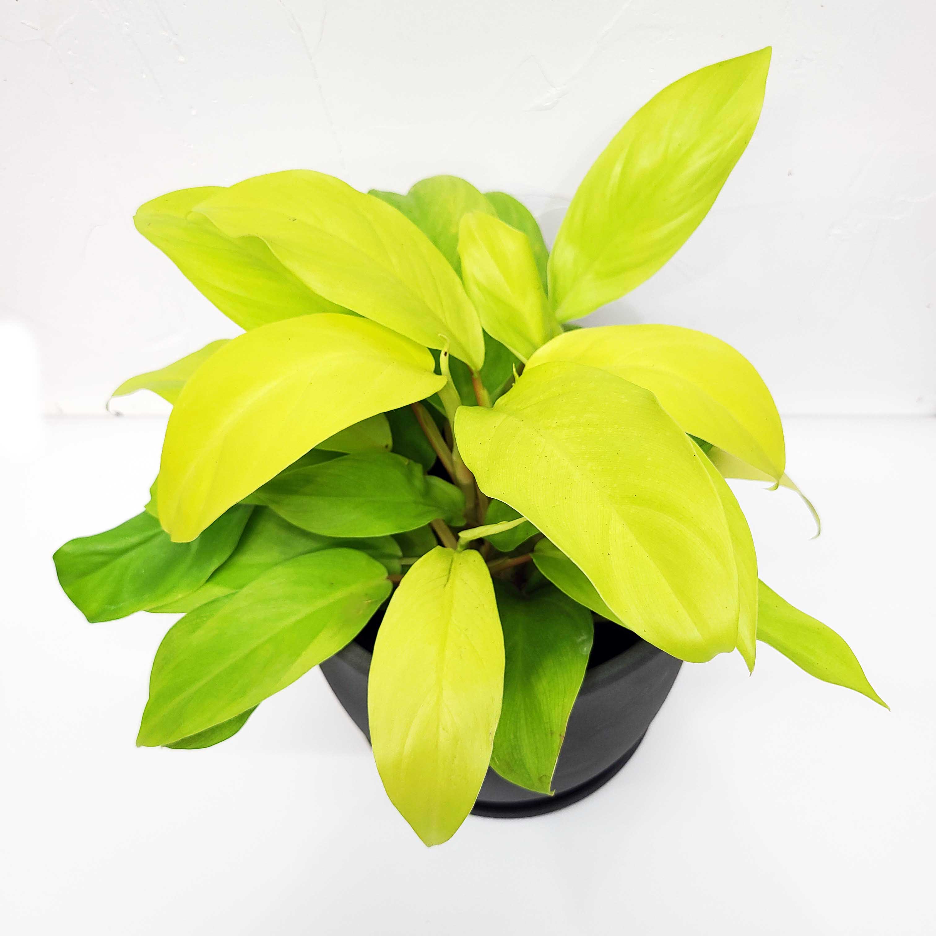 philodendron lemon lime. 