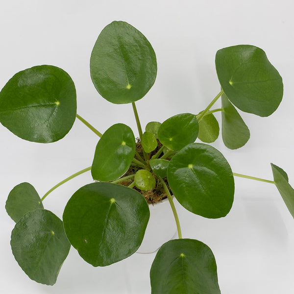 PAPI - PILEA - CHINESE MONEY PLANT