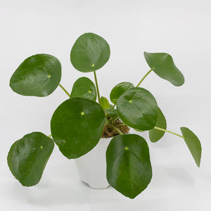 PAPI - PILEA - CHINESE MONEY PLANT