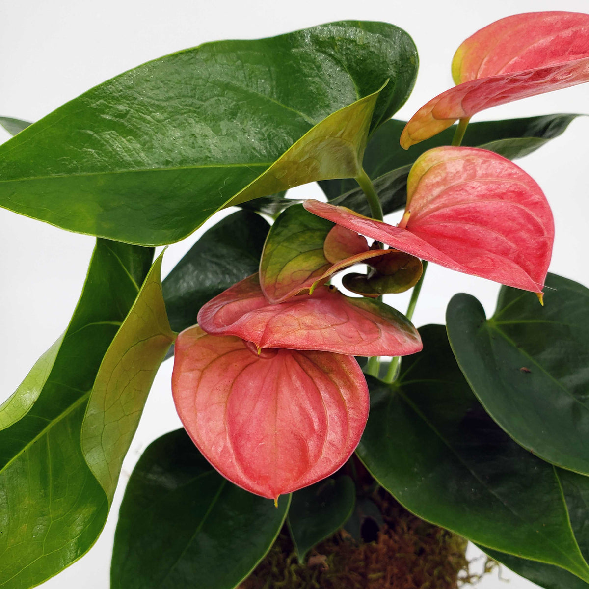 red peace lily plant SPENCER
