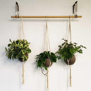 hanging plant delivery and installation Denver
