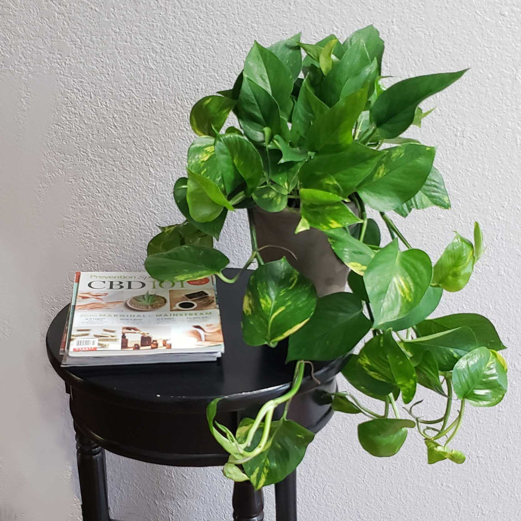 FELIX - GOLDEN POTHOS (Epipremnum aureum)