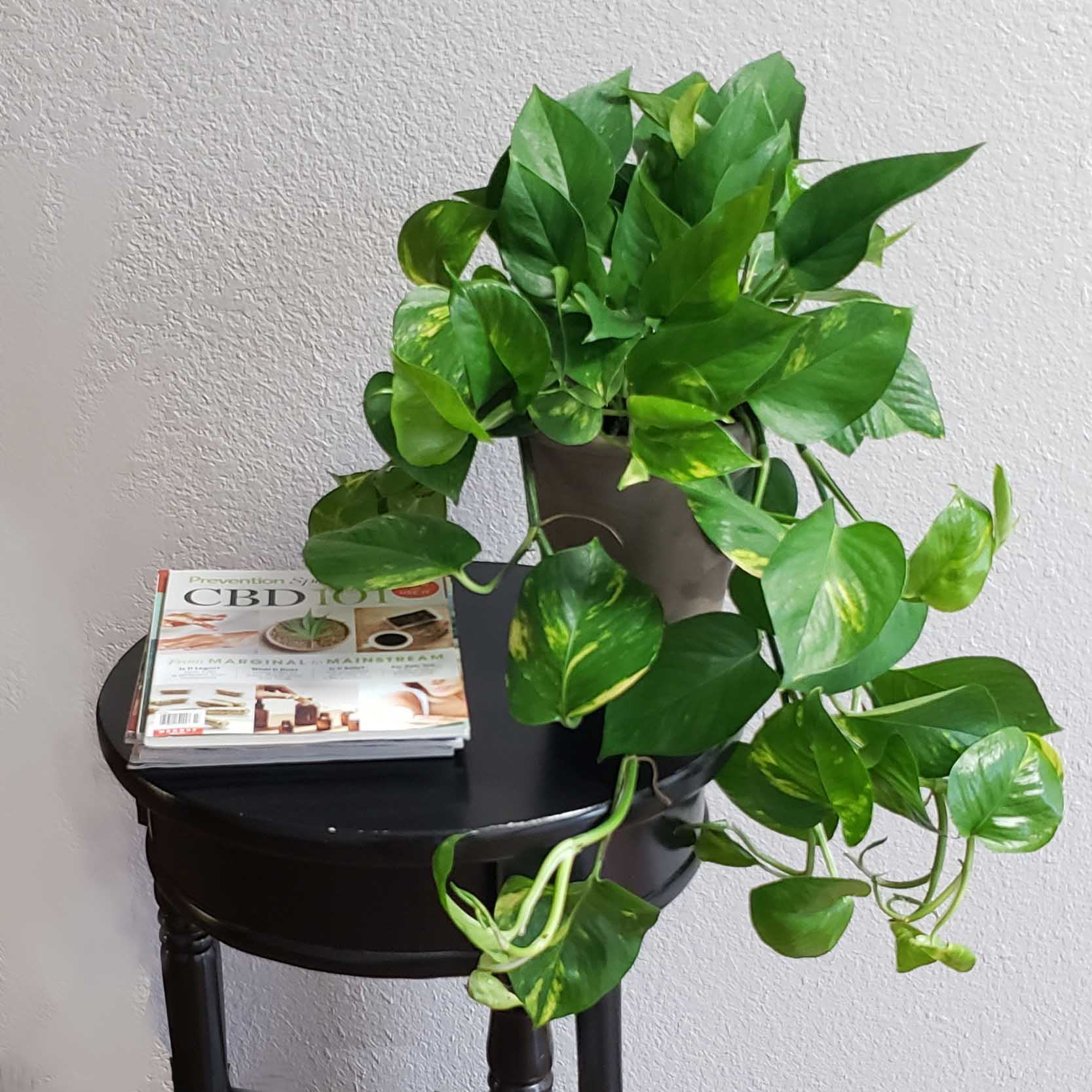 FELIX - GOLDEN POTHOS (Epipremnum aureum)